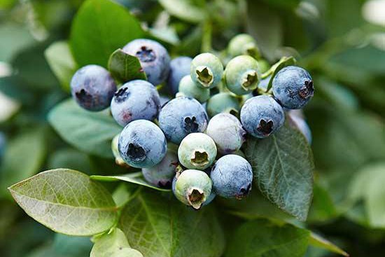 花园里种植蓝莓的技巧及注意事项