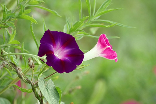 [牵牛花]牵牛花花期_种子种植方法