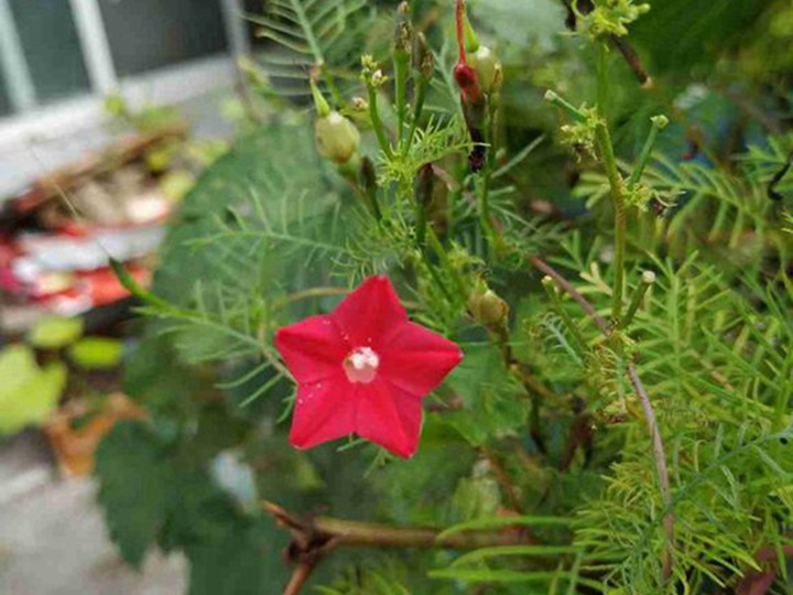 莺萝的花语和象征寓意