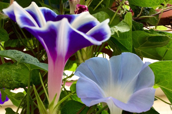 牵牛花什么时候开花(花期有多久)