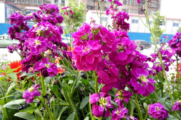 紫罗兰花的品种与图片大全