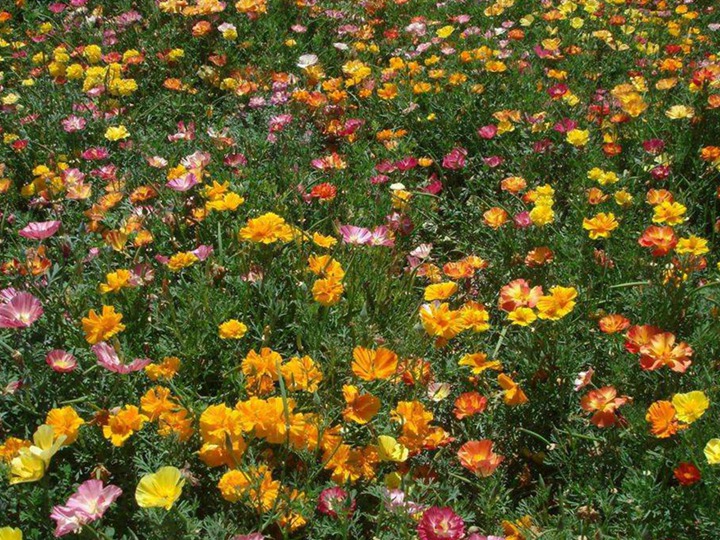 花菱草的花语和象征寓意