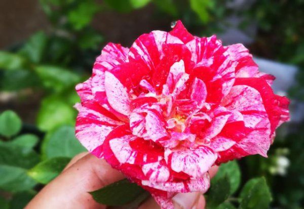 如何识别月季花的具体品种