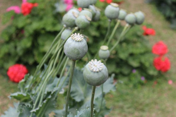 虞美人和罂粟花的区别(虞美人和罂粟花如何区分)