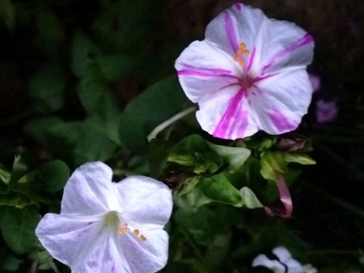 紫茉莉的花语和象征寓意