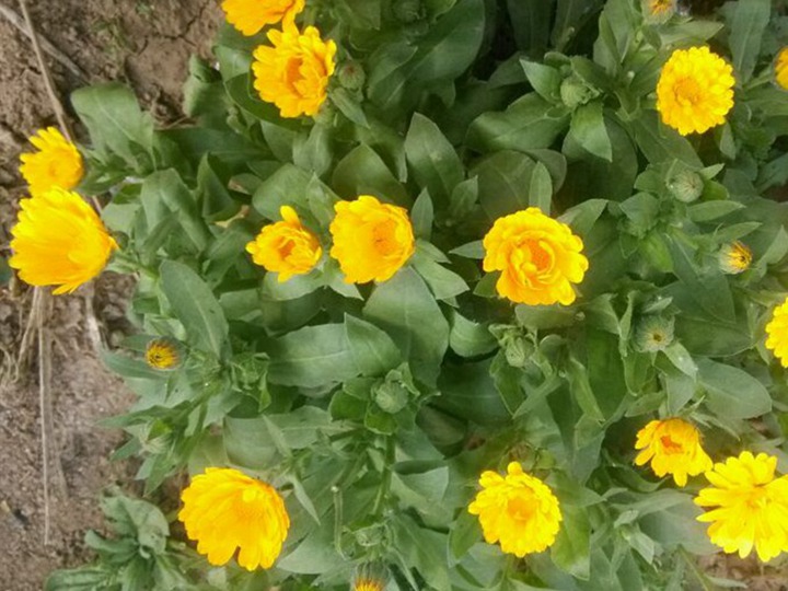 金盏菊种子播种后多久发芽，什么时候开花