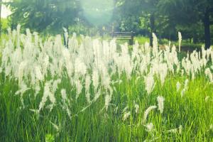 白茅和鸭茅的区别有哪些?