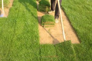 如何提高草坪修剪质量