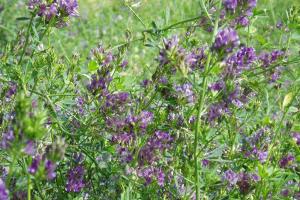 紫花苜蓿的功效与作用有哪些