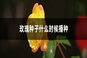 玫瑰花种子几月播种最好