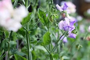 香豌豆种子的最佳种植时间和种植方法