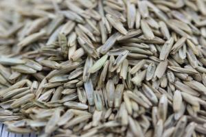 黑麦草种子多少钱一斤?
