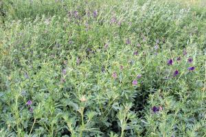 紫花苜蓿种子价格是多少