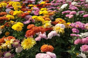 不同颜色雏菊的花语是什么