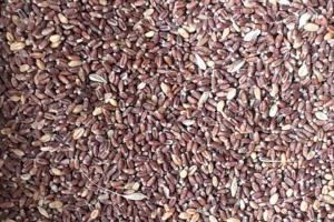美国黑小麦种子一公斤多少钱