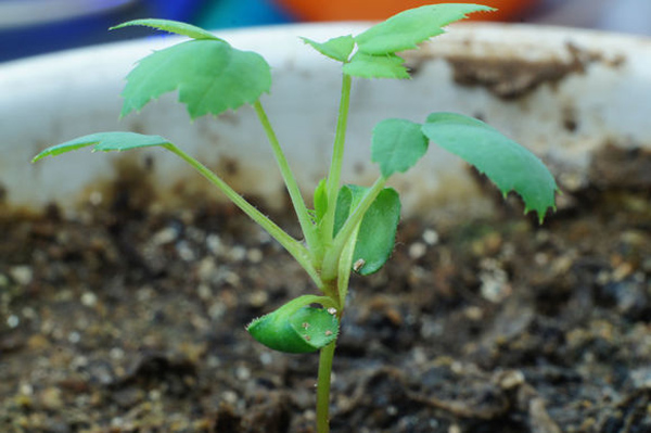 月季花种子怎么种？