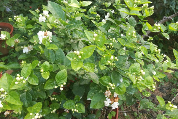 茉莉花的种植步骤详解