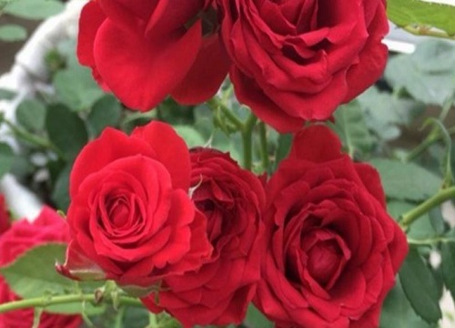 月季花期掉花瓣是什么原因