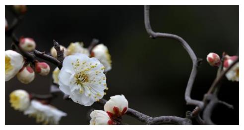 梅花十大稀有品种之首