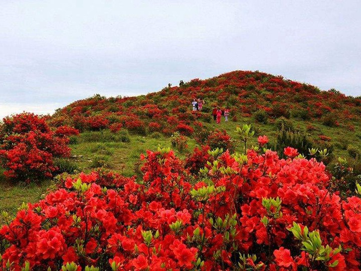 杜鹃花的花语和寓意