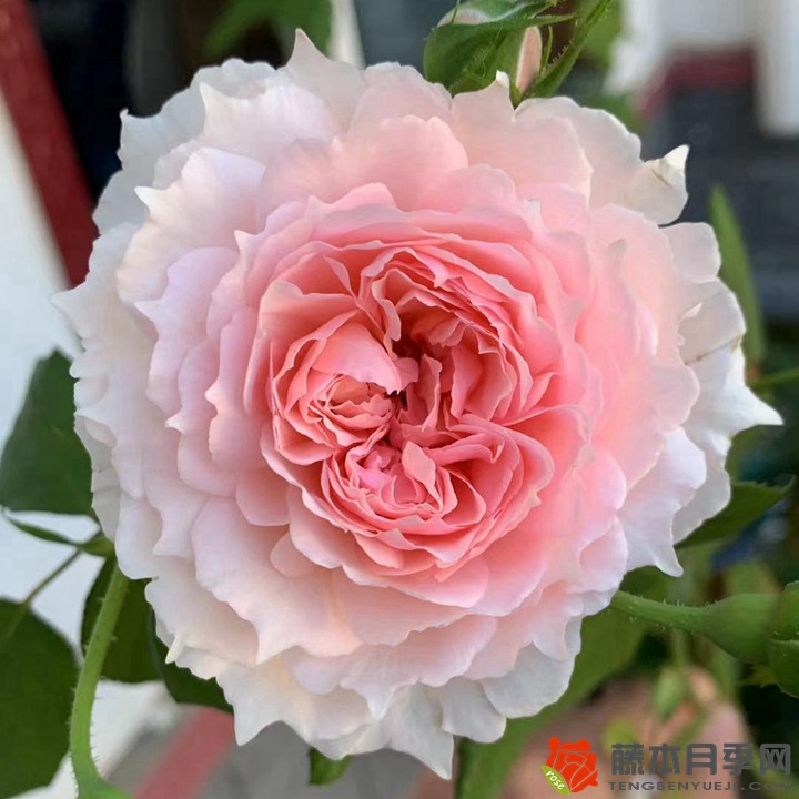 冬季种植月季花小苗需要注意些什么？