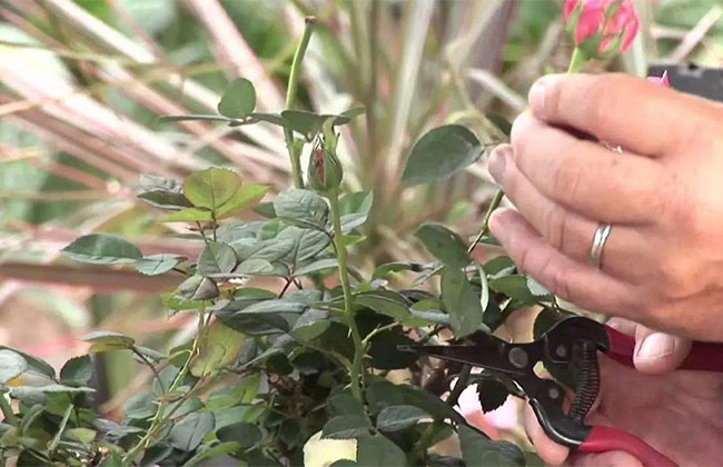 月季花花后修剪方法及注意事项