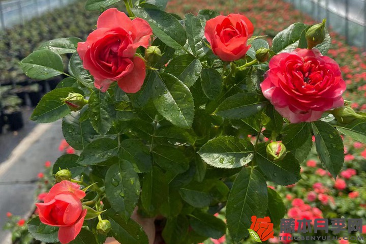 夏季月季花残花修剪养护