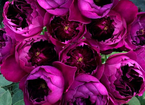 紫色月季花都有哪些品种