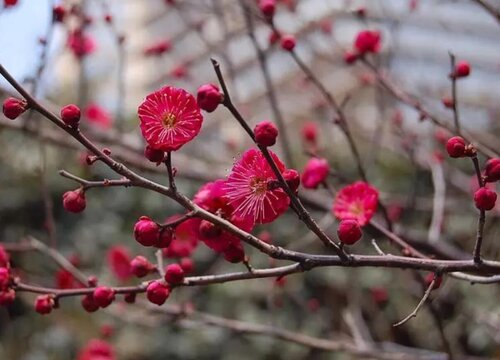 什么品种梅花最好最贵(梅花珍贵品种排名)