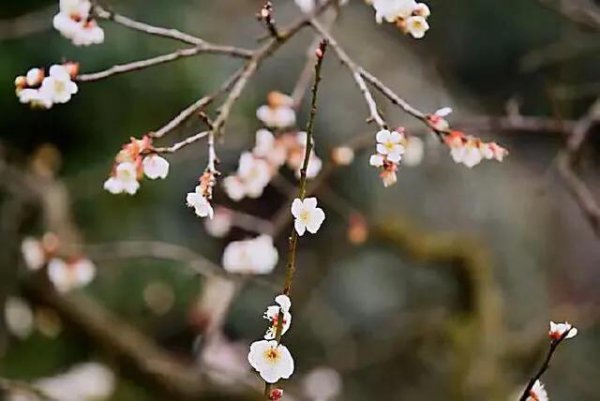 什么品种梅花最好最贵(梅花珍贵品种排名)