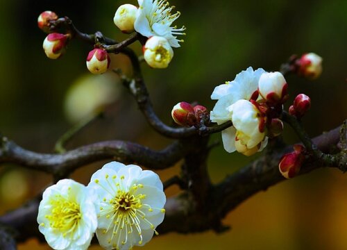 什么品种梅花最好最贵(梅花珍贵品种排名)