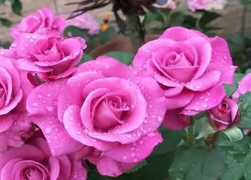 月季施肥的正确方法