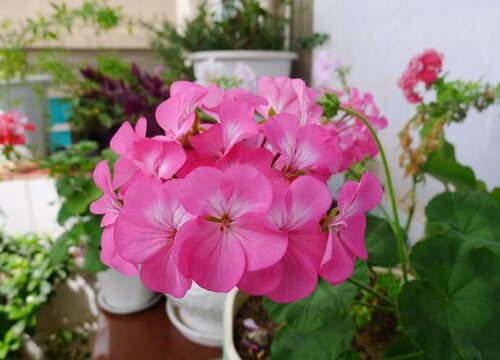 洋绣球花的养殖方法和注意事项