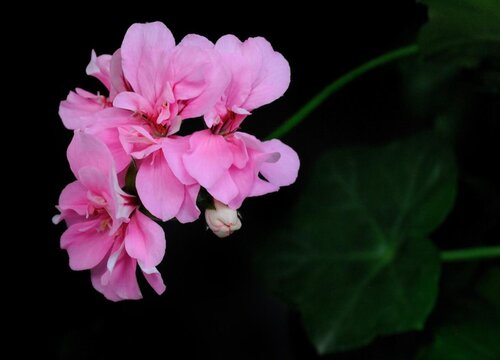 绣球花是什么颜色(绣球花有哪些颜色)