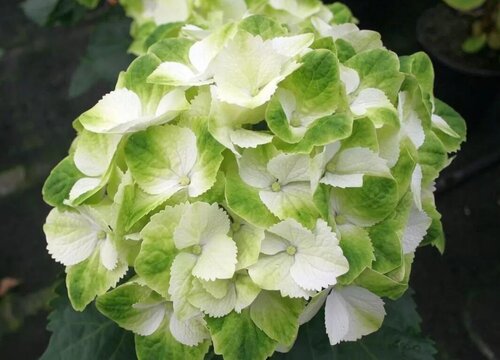 绣球花一共有多少个品种