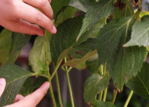 绣球花剪枝方法和注意事项