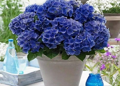绣球花什么季节开花(怎么养开花多)