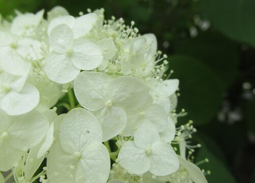 绣球花为什么不开花