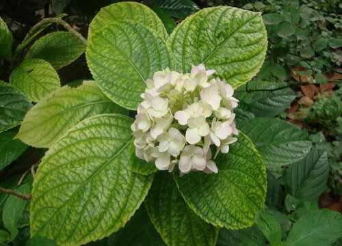 绣球花开完花后如何修剪