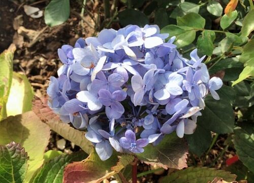 绣球花开完花后如何修剪