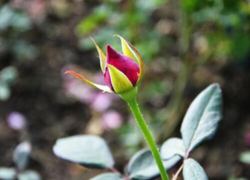 月季花想要开花多该怎么养护