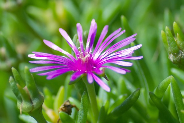 松叶菊