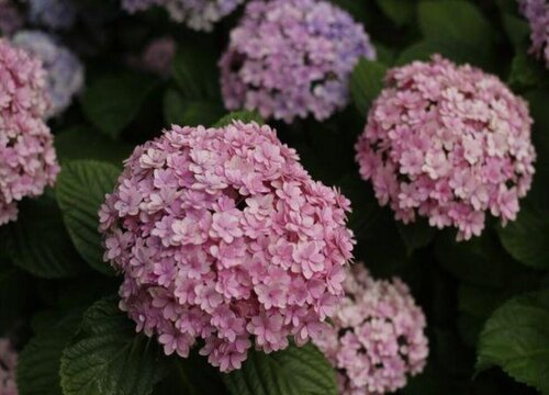 花手鞠绣球是新老枝开花吗？