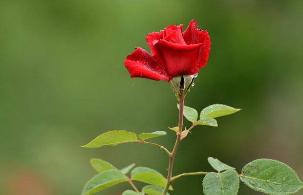 夏季月季花怎么管理养护？