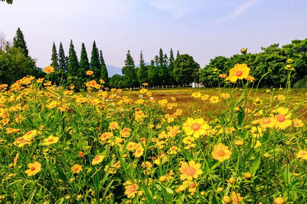 金鸡菊