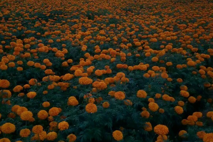 橙色万寿菊种子