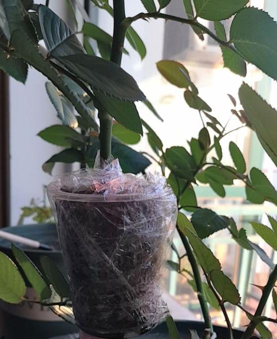 月季的高压繁殖方法分享