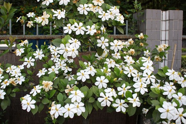 [栀子花]栀子花花期_种子种植方法