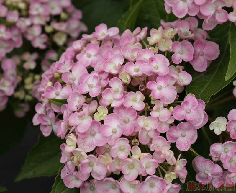 绣球花是什么颜色(绣球花有哪些颜色)