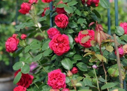 月季先长花苞后长芽是什么原因